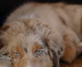 Mini Aussiedoodle Puppies For Sale Fairfield Furbabies